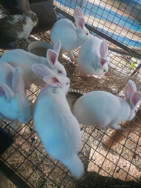 Pure New Zealand White Rabbits For Sale