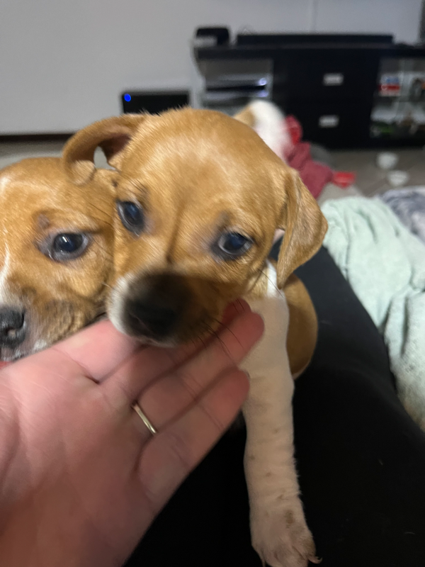 Purebred Jack Russell Puppies