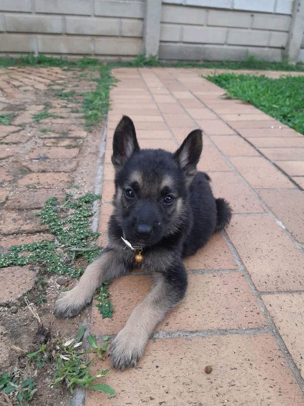 German shepard puppies