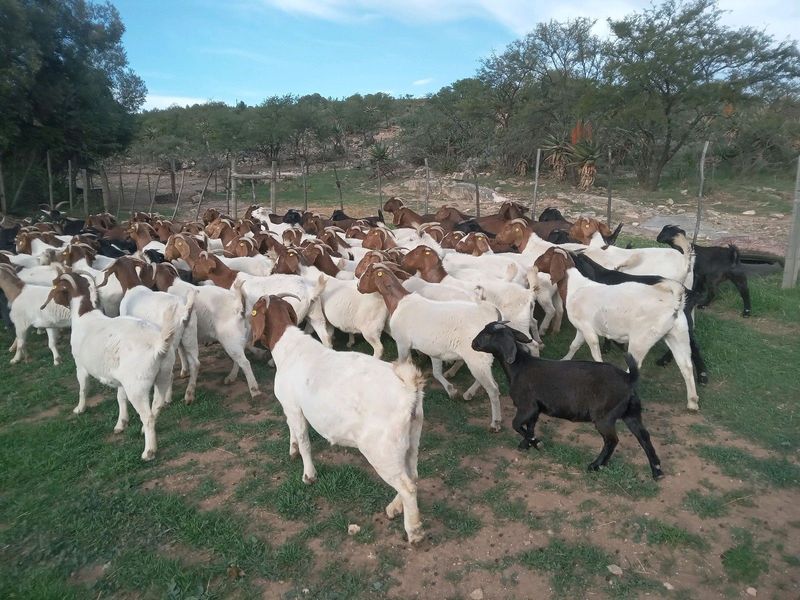 Breeding goats