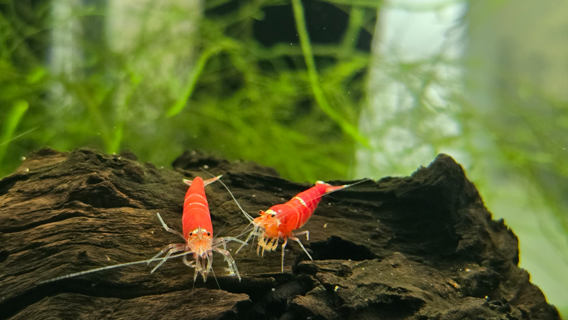 Super crystal red shrimp