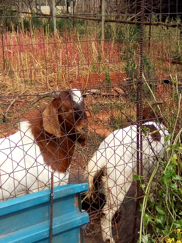 Livestock ( 2 x Goats )