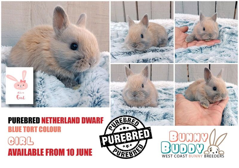 Purebred Netherland Dwarf Rabbits. Jersey Wooly and Mini Rex Rabbits
