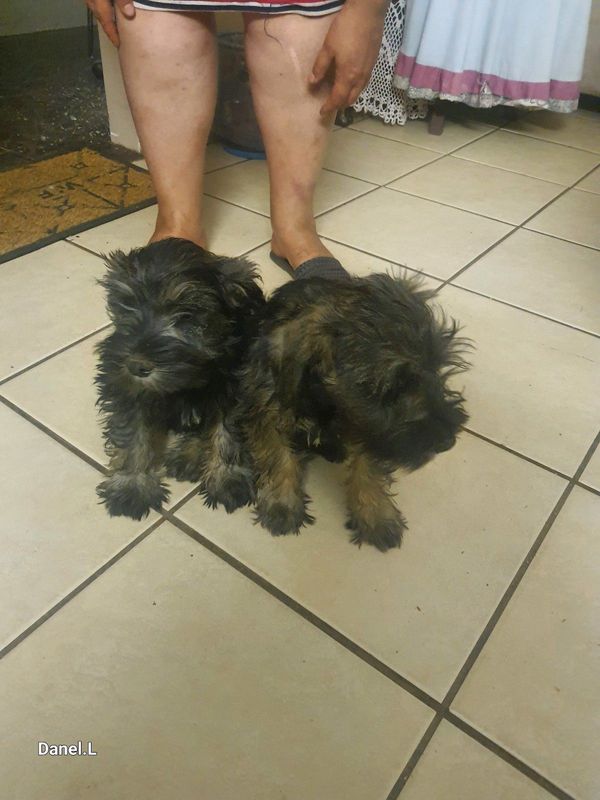2 mini Schnauzer boy puppies
