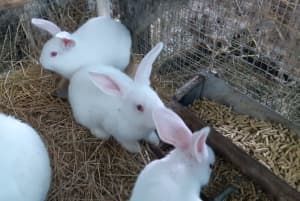 PURE RABBIT BREEDS FOR SALE