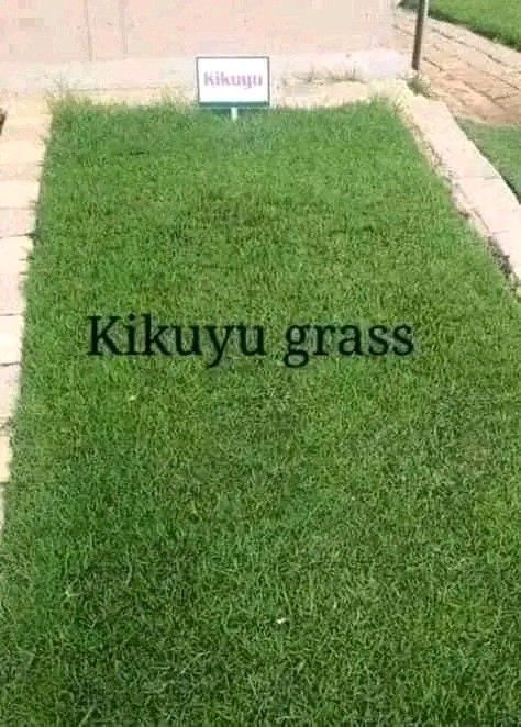 Garden lawn for sale, inbox for detailed information