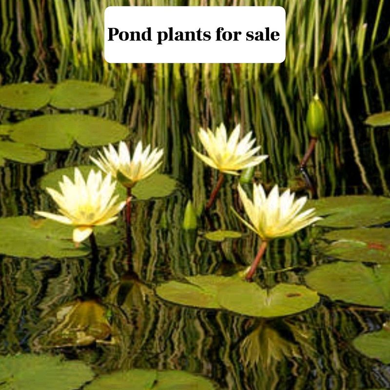 Pond plants for sale
