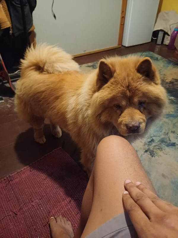 LOOKING FOR A FEMALE CHINESE CHOW TO BREED