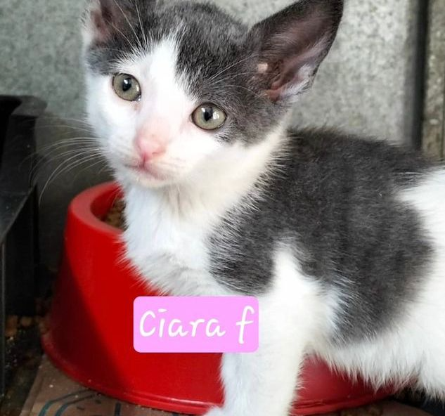 Ciara: kitten up for adoption