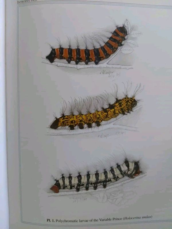 Cycad and Emperor moth books