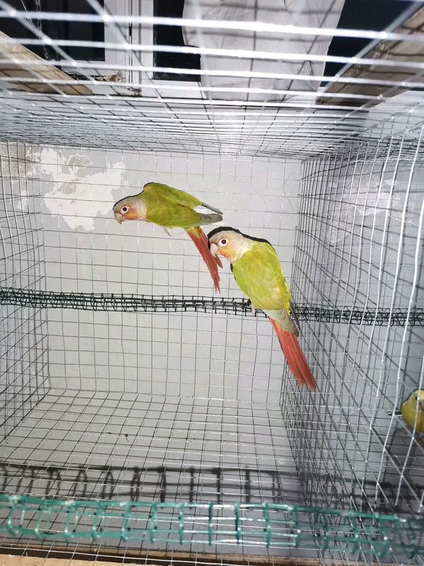 Breeding Pair Rosy Pineapple Conures For Sale