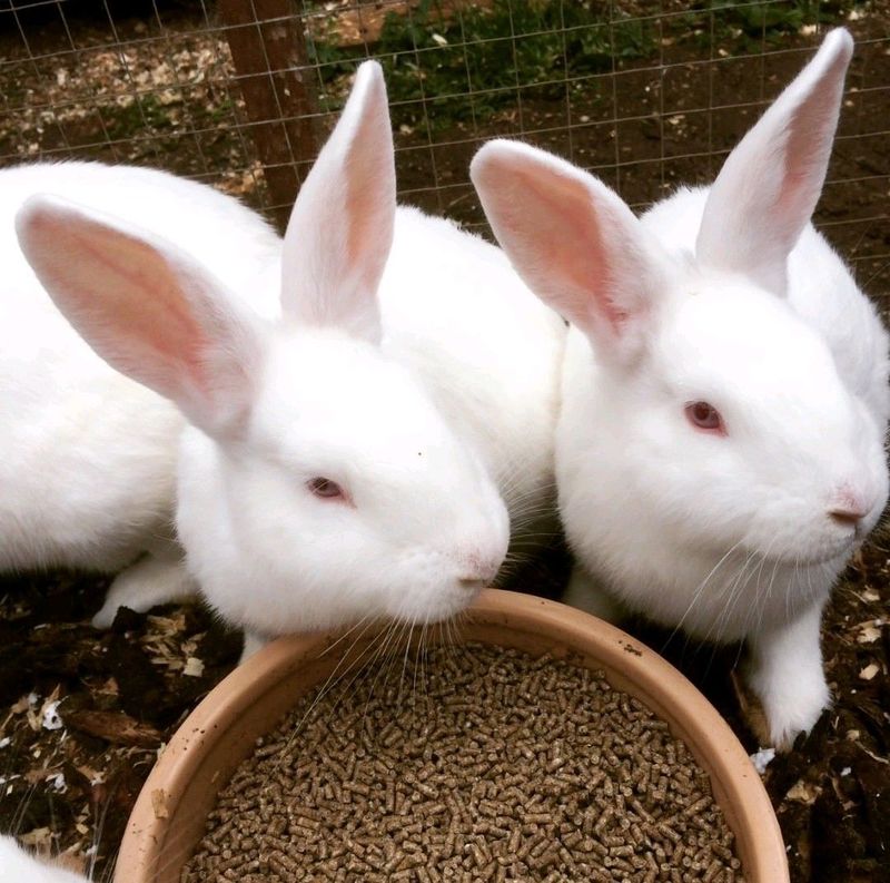 Pure New Zealand White Meat Rabbits For Sale