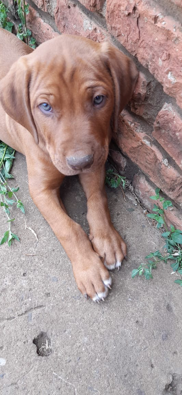 Rhodesian Ridgeback Puppies for Sale