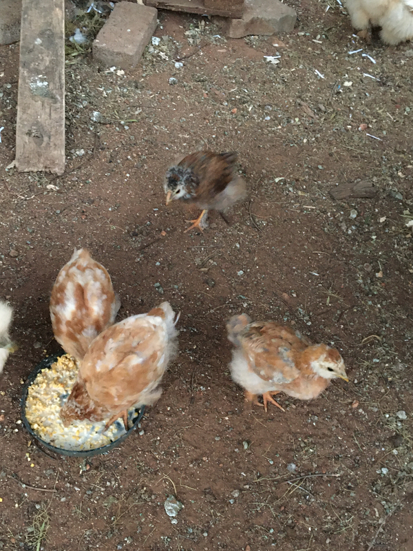 Easter egger chickens