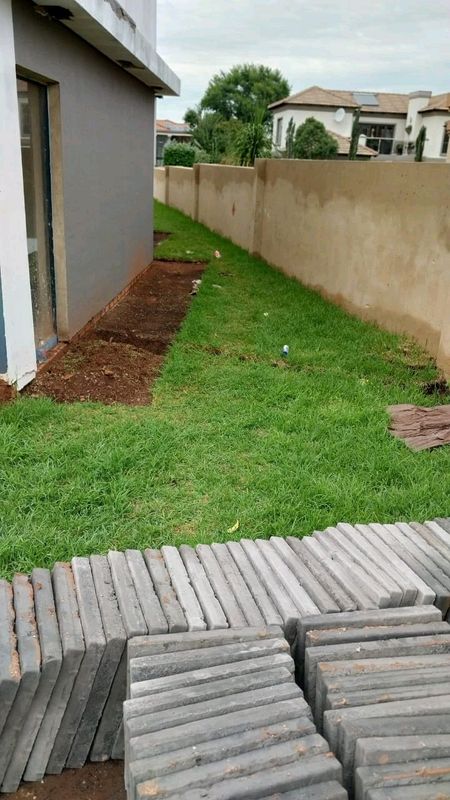 kikuyu green grass available with affordable prices