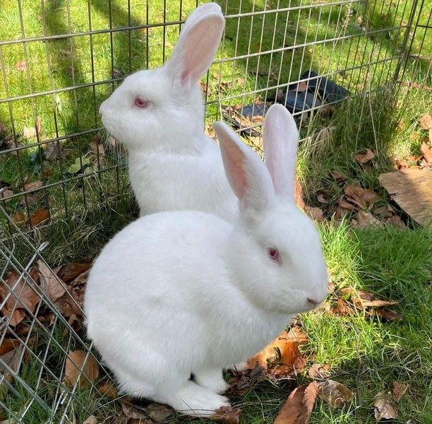 Meat rabbits for sale near me hotsell