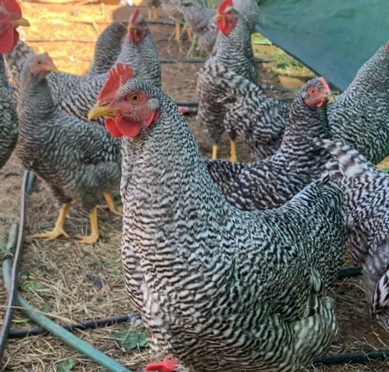16-18 week old potch koekoek roosters