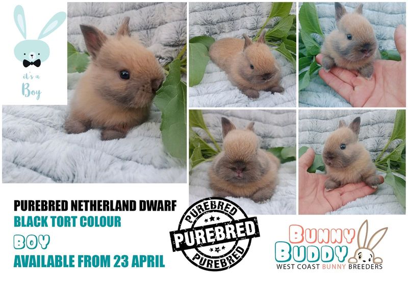 Purebred Netherland Dwarf Rabbits