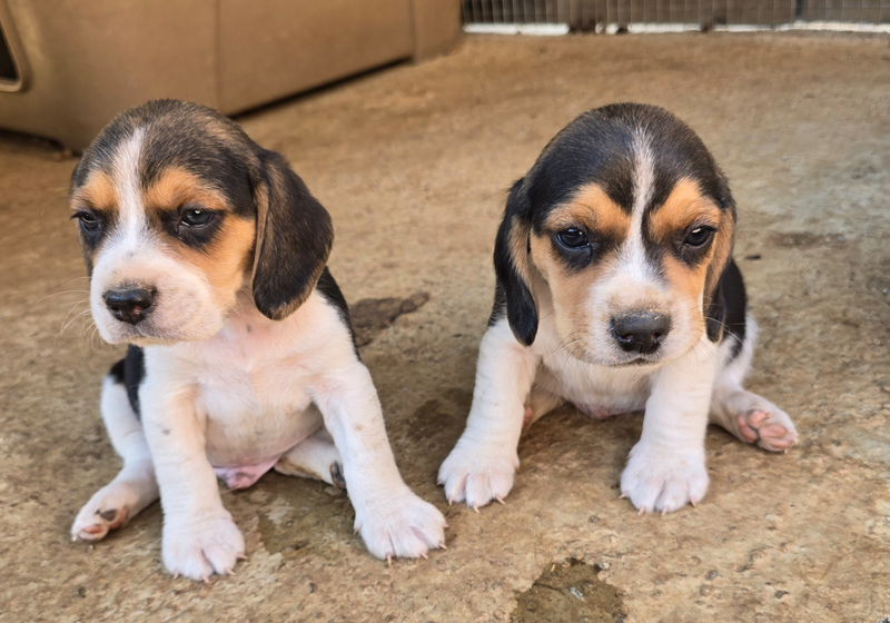 Beagle puppies