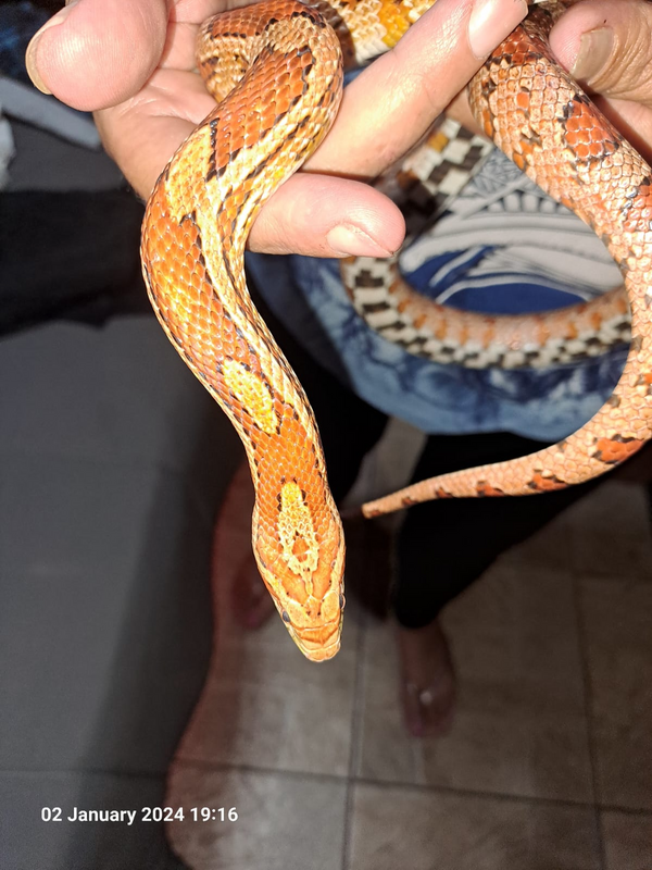 Corn snake for sale