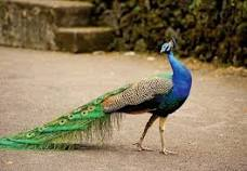 Peacock/ poue