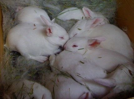Newzealand White Rabbits Available
