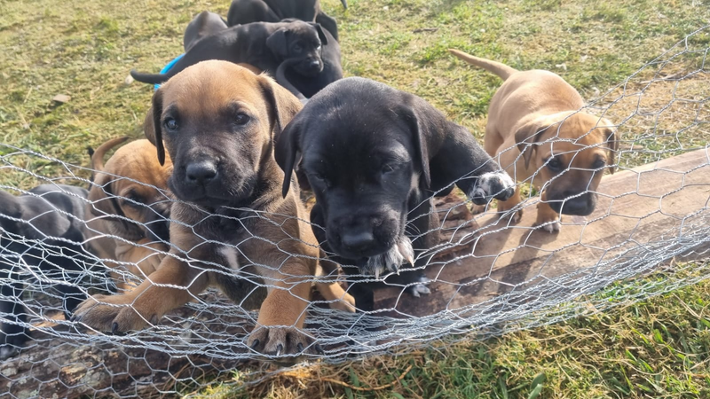 Great Dane cross Ridgeback puppies