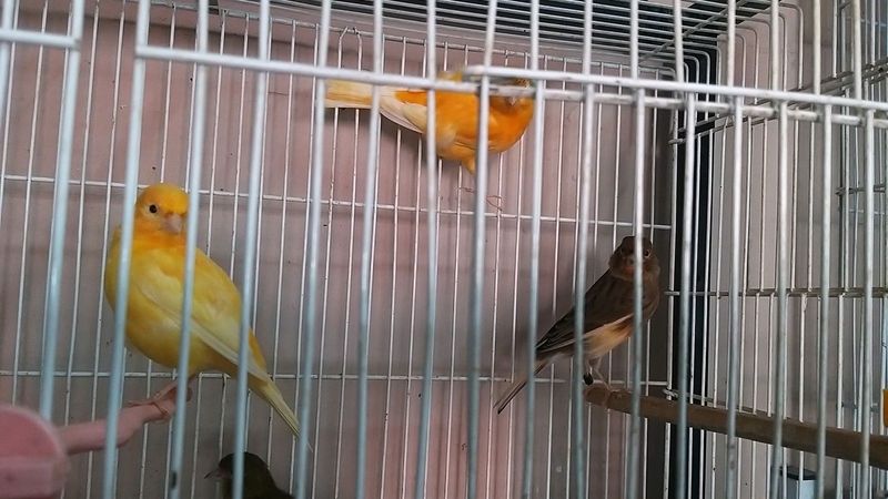 Canaries  available