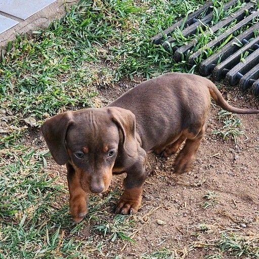 Dachshund puppies