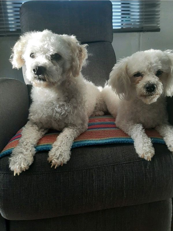 Maltese Poodle Pups