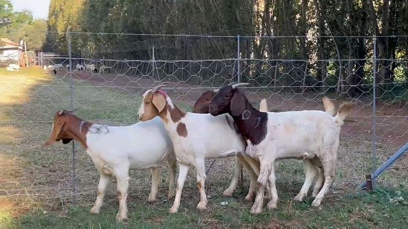 Boergoat ewe lambs ready for the ram.