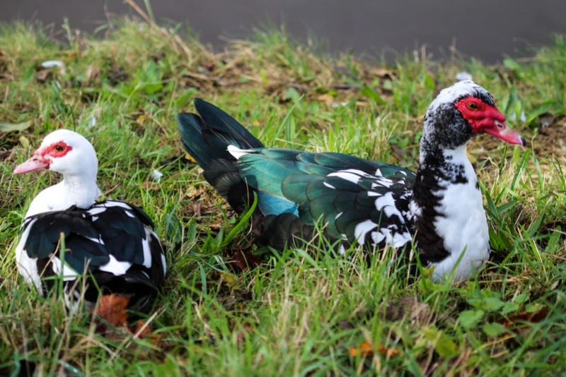 Muscovy ducks and ducklings muscovies