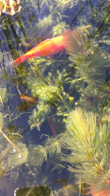 Orange swordtails tropical fish