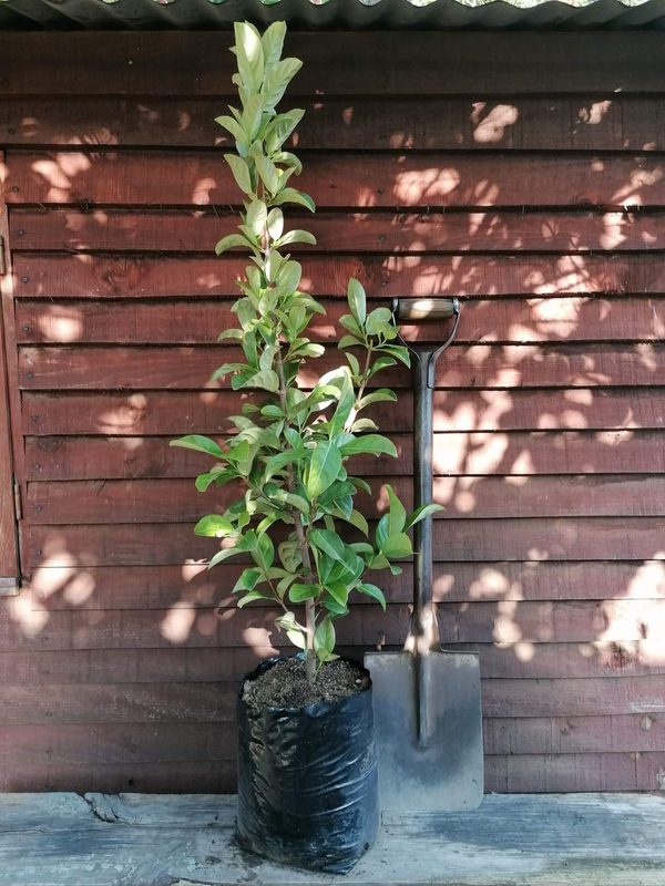 Viburnum Sinensis/Viburnum Odoratissimum/Sweet Viburnum in 10 litre plant bags