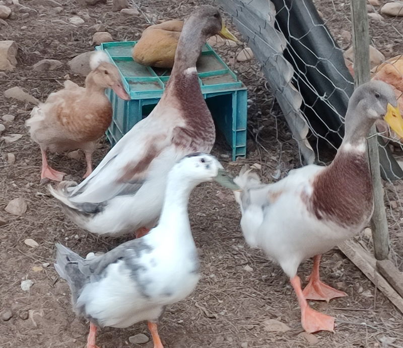 Runner duck ducklings for sale