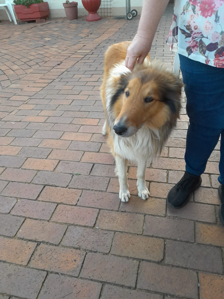 Rough collie puppies shops for gumtree