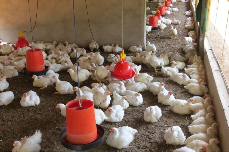 Profitable chicken farm (25 HA) with Abattoir