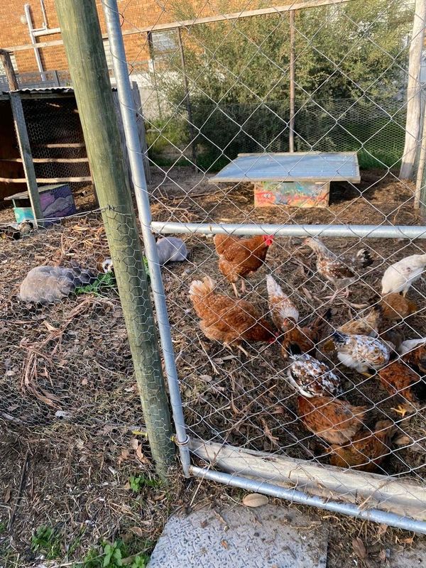 Free range mixed breed chicken for garden eggs