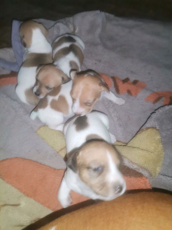 Miniature short leg Jack Russell puppies