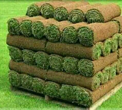 Instant roll on lawn grass weed free straight from the farm