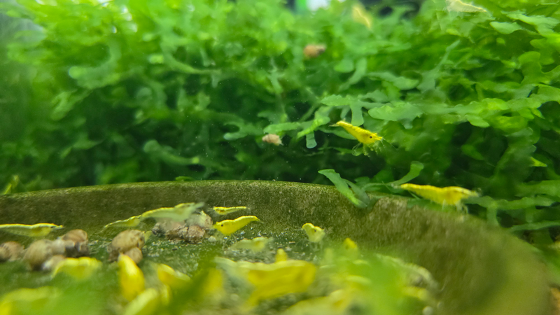 24k yellow golden back shrimp
