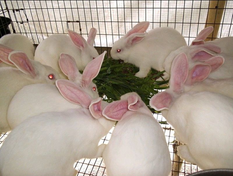 Newzealand White Rabbits For Sale