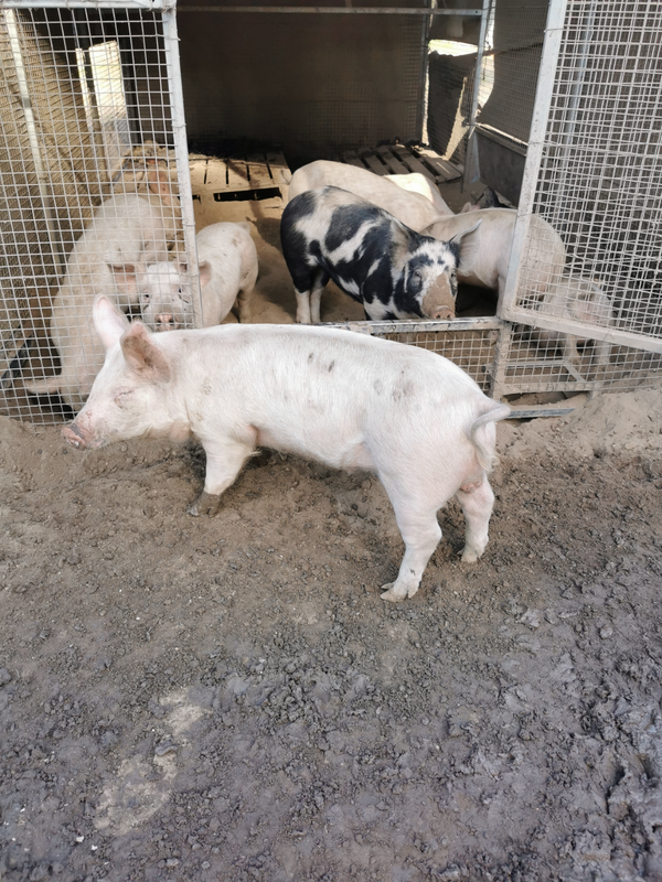 Pigs - Weaners