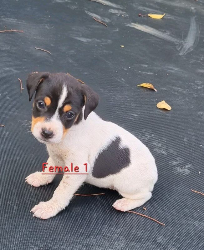 Fox Terrier Puppies