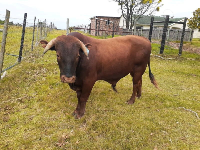 Pure breed Bonsmara Bulls for sale