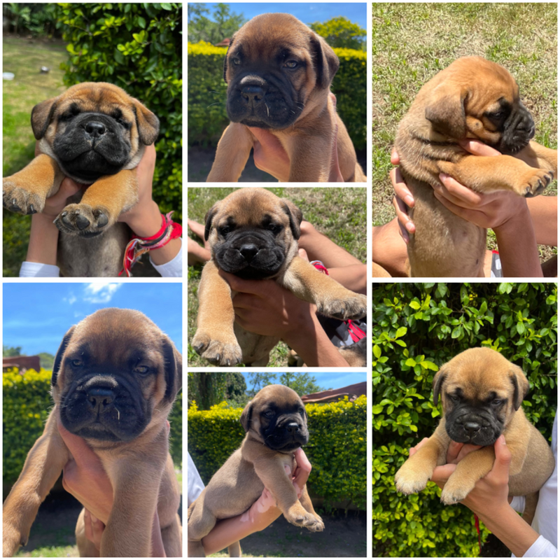 Bullmastiff pups