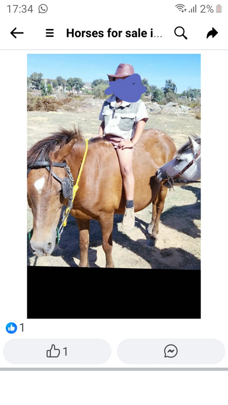 Horse pony for sale