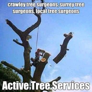 Active tree felling and stump removal services