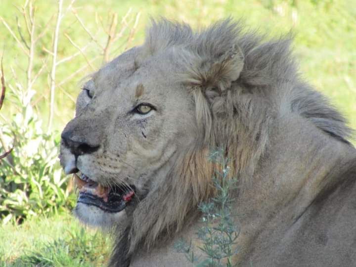 3 Day Weekend at the Bakubung Bush Lodge in the Pilansberg Nature Reserve