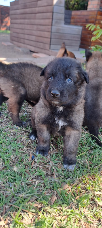 Belgian mallinois puppies